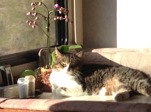 Fred enjoying the sun streaming in the window.
