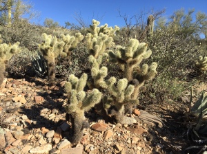 Desert Museum-Cholla Cactus