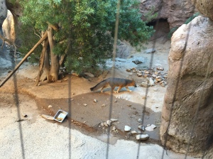 Fox at the Desert Museum