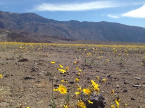 Death Valley super bloom